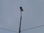 2023-05-13 Tir du Roy
