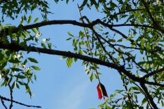 DSCN0243
