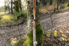 sika3c_1